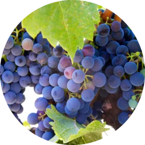 Resveratrol